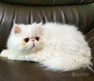 Persiana ipertipica pura