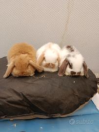 Conigli nani ariete mini lop