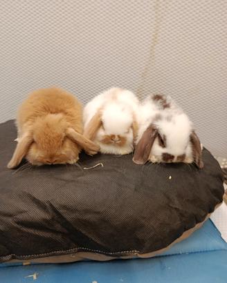 Conigli nani ariete mini lop
