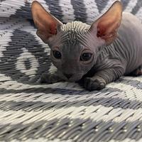 Sphynx