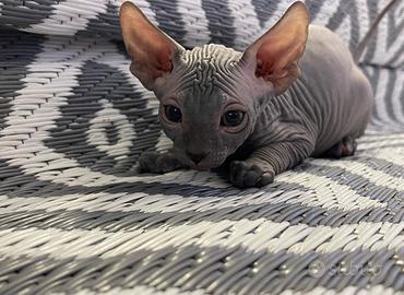 Sphynx