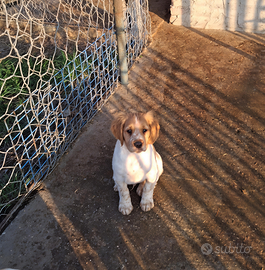 Cucciolo razza Breton