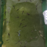 Avannotti di Guppy