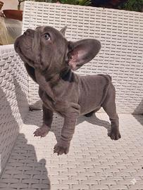 Cucciola Bulldog francese esotica blu