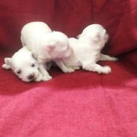 Maltesi cuccioli toy