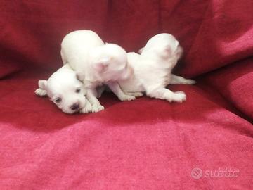 Maltesi cuccioli toy