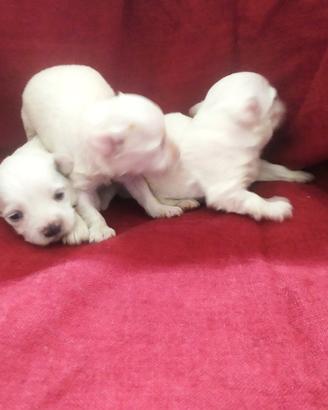 Maltesi cuccioli toy