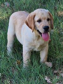 Cucciolo di Labrador miele, Pedigree da Expo