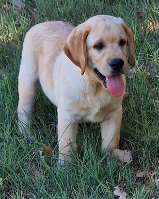 Cucciolo di Labrador miele, Pedigree da Expo