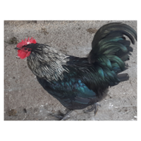 Gallo australorp. incrocio con gallo d'oro e nero