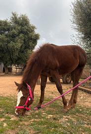 Puledra paint di 7 mesi