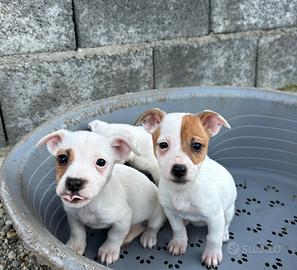 Cuccioli di jack russel