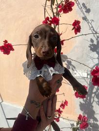 Cuccioli di bassotto chocolate