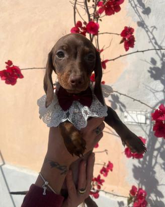 Cuccioli di bassotto chocolate