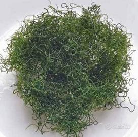 Alga Chaetomorpha Acquario Marino