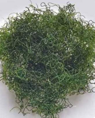 Alga Chaetomorpha Acquario Marino