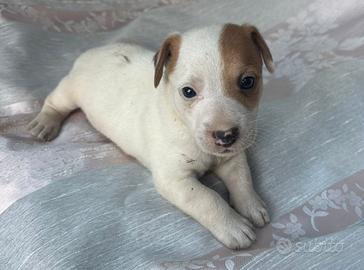 Jack Russel Terrier