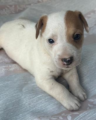 Jack Russel Terrier