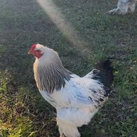 Gallo Brahma Columbia