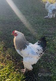 Gallo Brahma Columbia