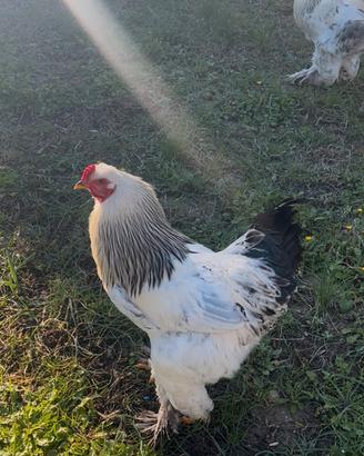 Gallo Brahma Columbia