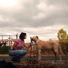Dog-Sitter