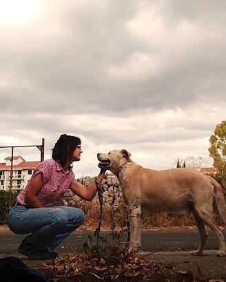 Dog-Sitter