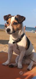 Jack Russel