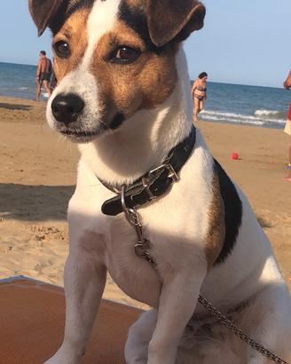 Jack Russel
