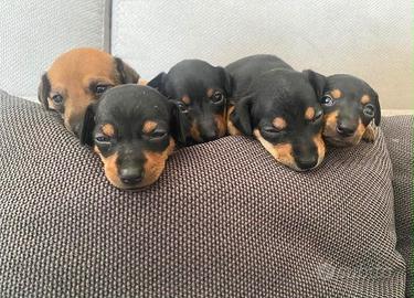 Cuccioli di Pincher