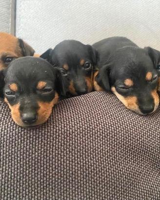 Cuccioli di Pincher