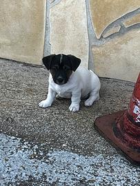 Cucciolo di jack russel