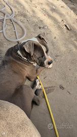 Ragalo amstaf maschio