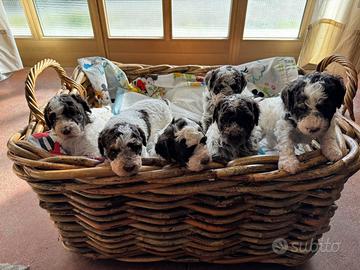 Lagotto Romagnolo Cuccioli