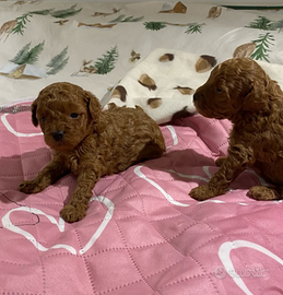 Strepitose barboncine red vere mini