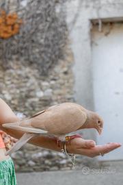 Colombi ornamenti/volo