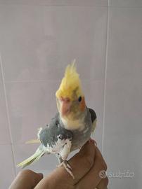 Calopsite addomesticata