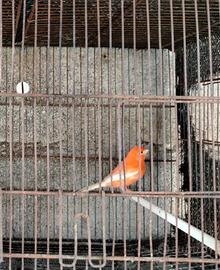 Canarini a fattore rosso