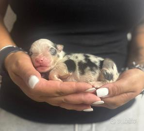 Maschietto blue merle pastore australiano