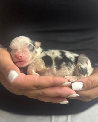 Maschietto blue merle pastore australiano