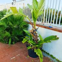 Sterlizia pianta tropicale 