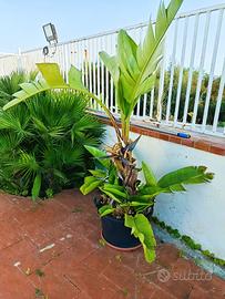 Sterlizia pianta tropicale 