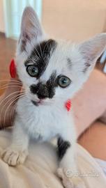 Coppia di gattini