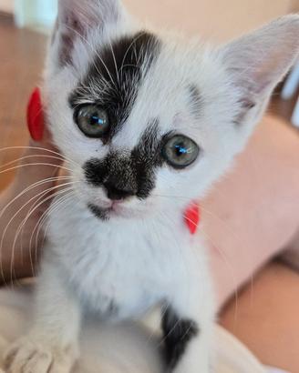 Coppia di gattini