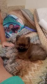 Cuccioli spitz di pomerania