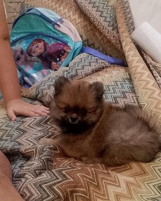 Cuccioli spitz di pomerania