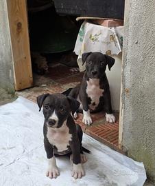 MIGNOLINA e POLLICINA