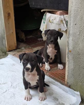 MIGNOLINA e POLLICINA