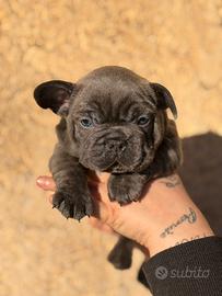 Cuccioli di bulldog francese