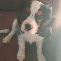 Cavalier king charles spaniel